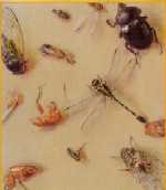 虫の命−パステル画